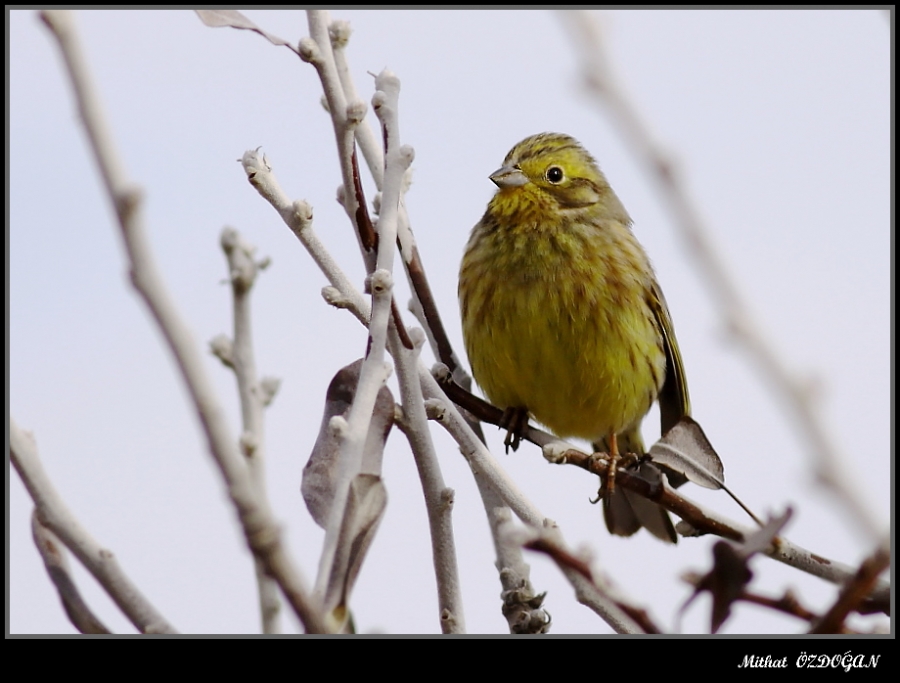 Yellowhammer