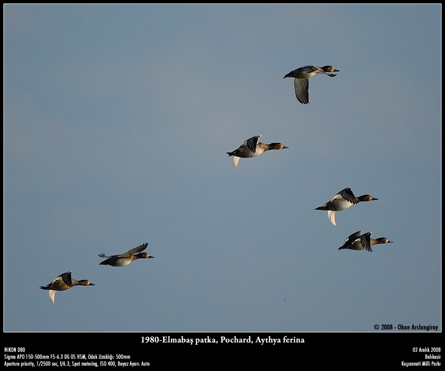 Common Pochard