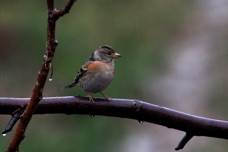 Brambling