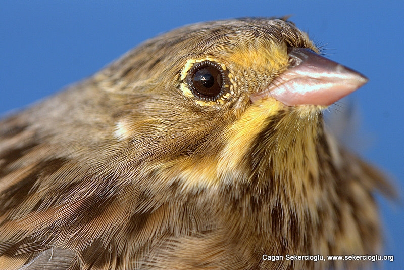 Ortolan Bunting