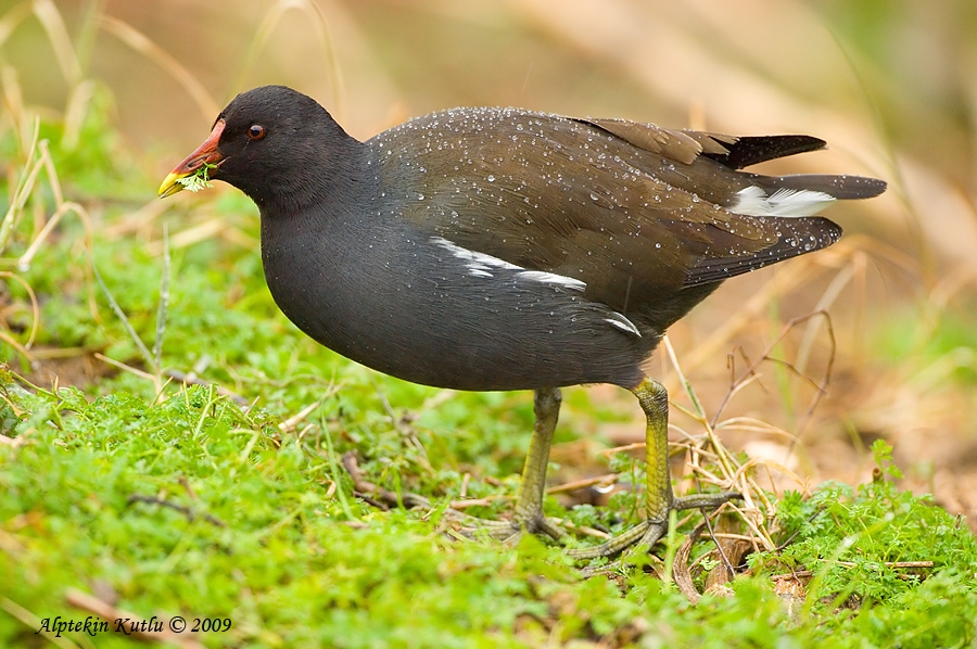 Common Moorhen