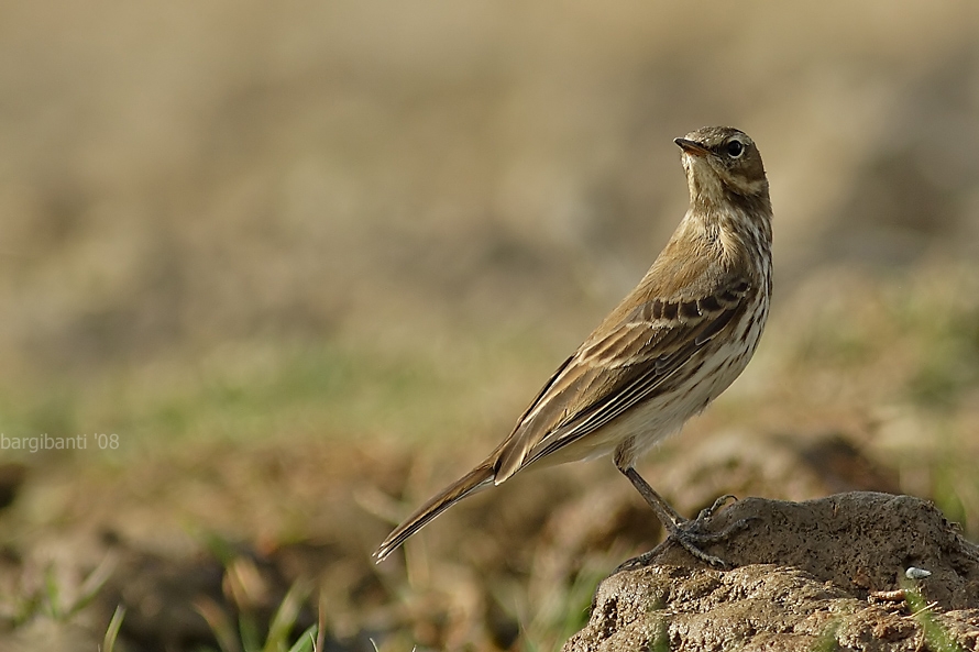Water Pipit