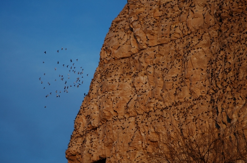 Rock Dove