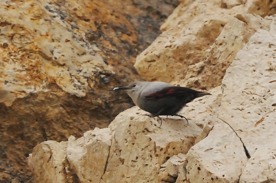 Wallcreeper
