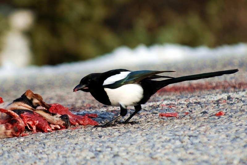 Eurasian Magpie