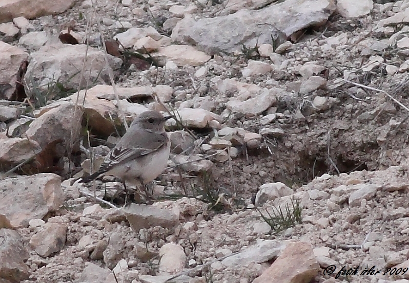 Finsch`s Wheatear