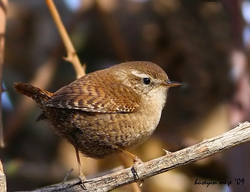 Eurasian Wren
