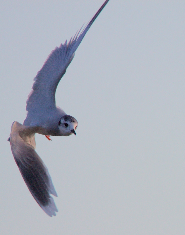 Little Gull