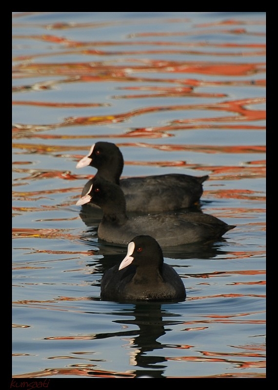 Eurasian Coot