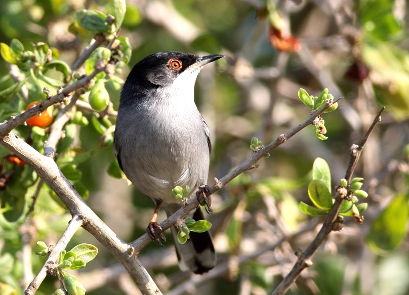 Sardinian Warbler