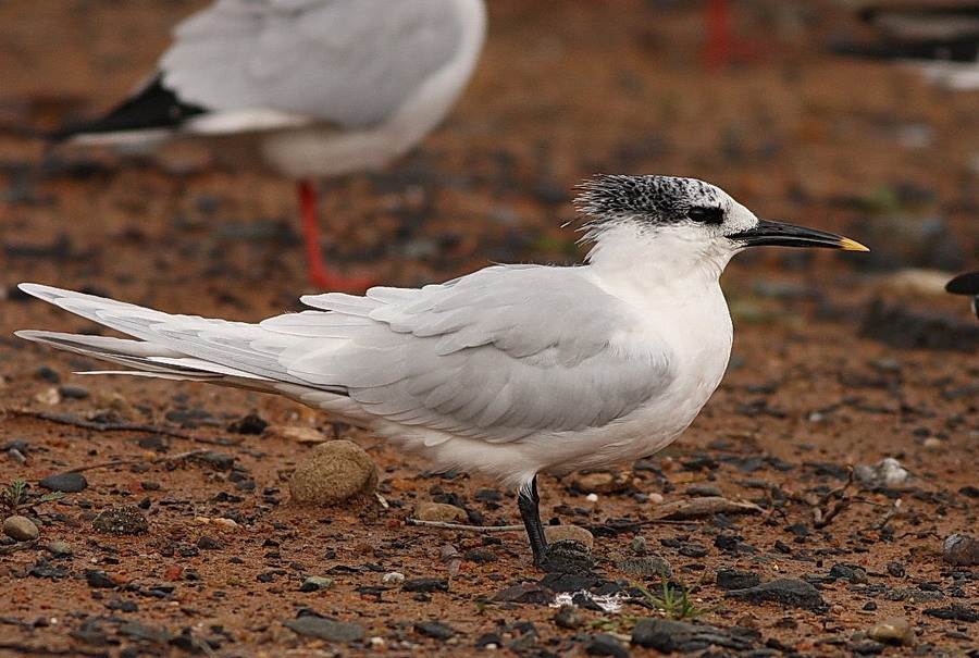 Sandwich Tern