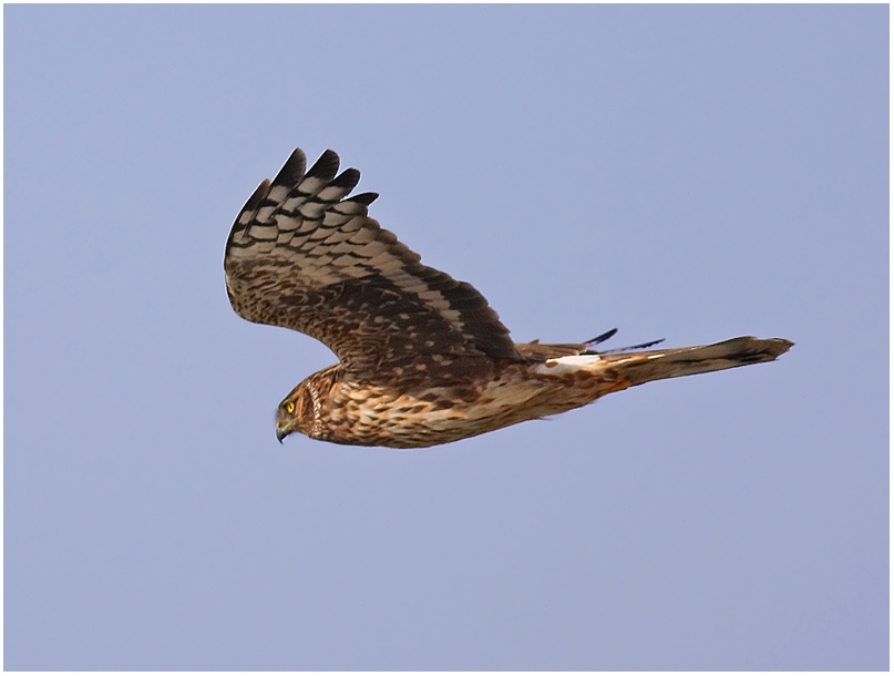 Hen Harrier
