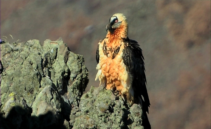 Bearded Vulture