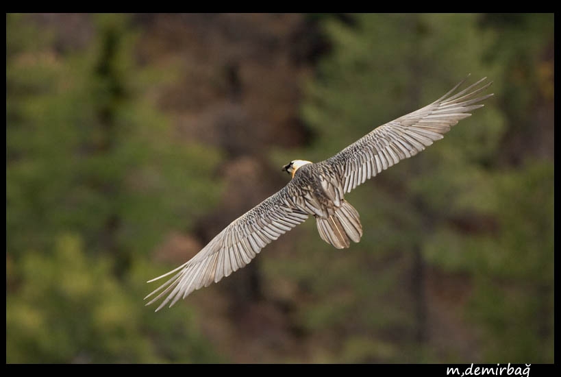 Bearded Vulture