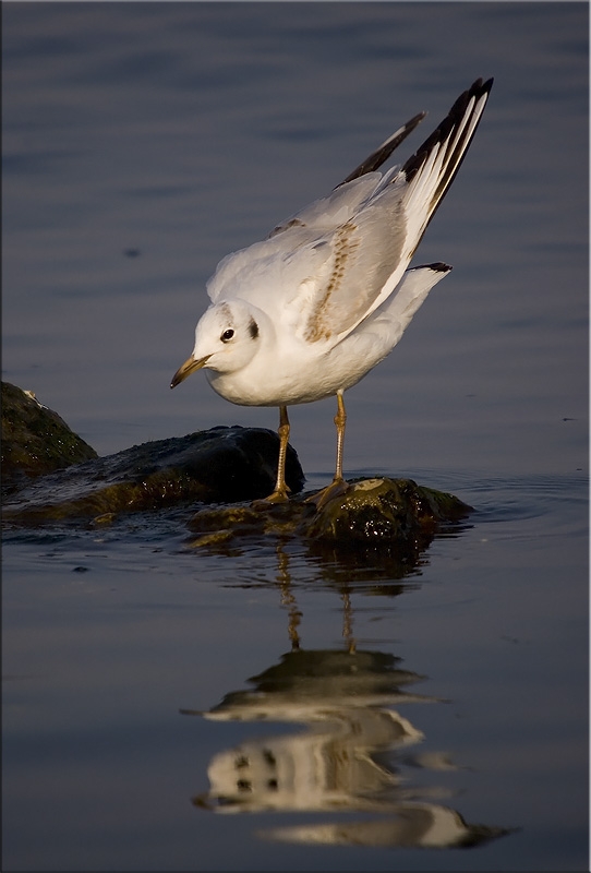 Black-headed Gull