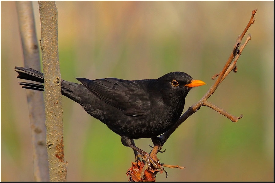 Common Blackbird