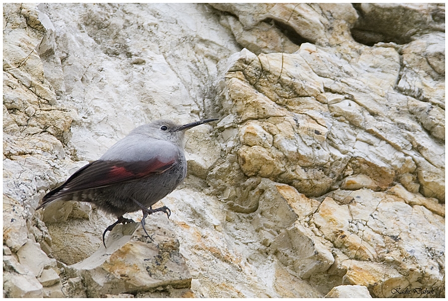 Wallcreeper
