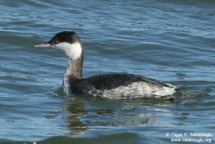 Horned Grebe