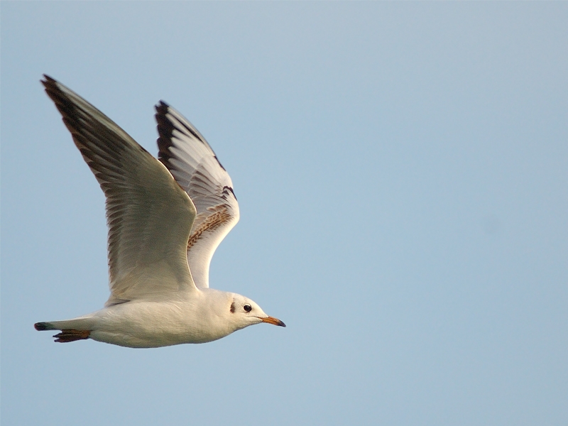 Black-headed Gull