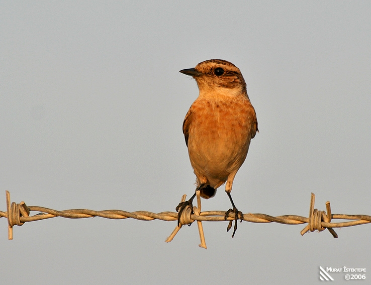 Whinchat