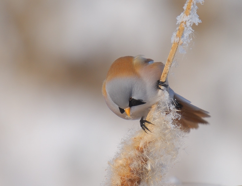 Bearded Reedling