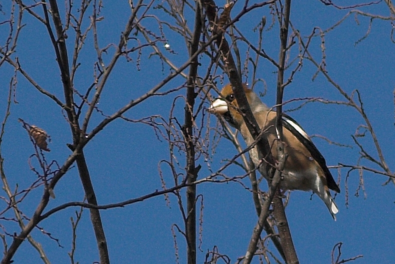 Hawfinch