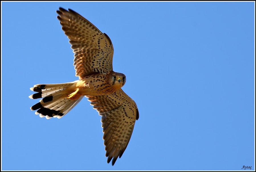 Common Kestrel