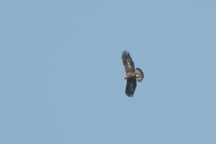 Golden Eagle