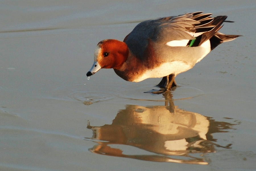 Eurasian Wigeon