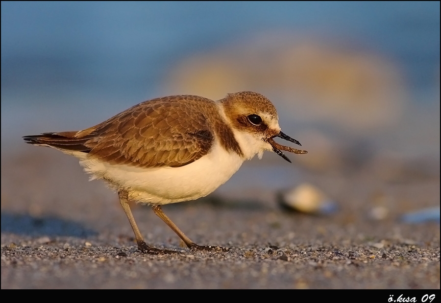 Kentish Plover