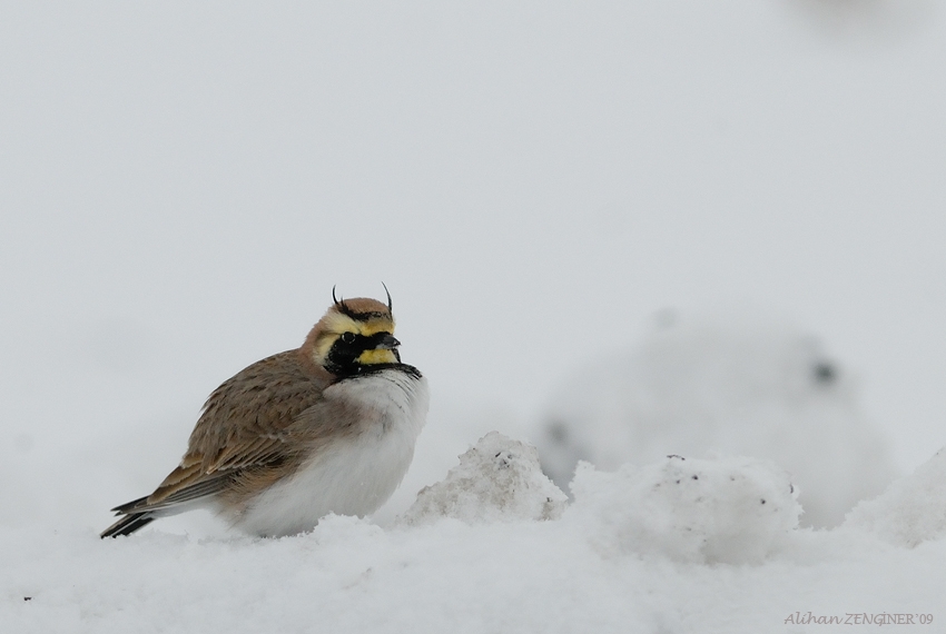 Horned Lark
