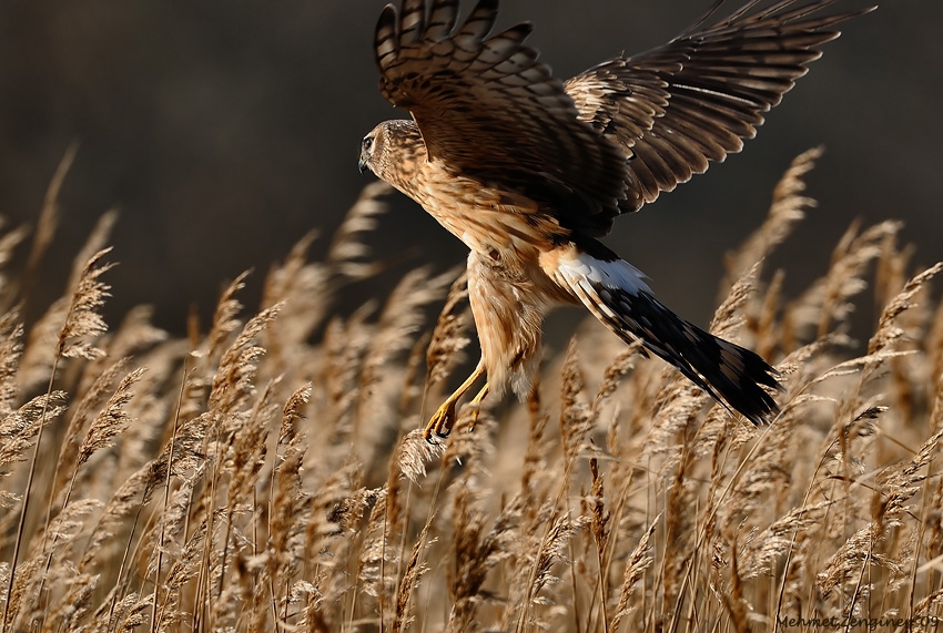 Hen Harrier