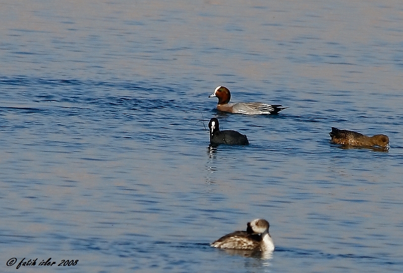Eurasian Wigeon