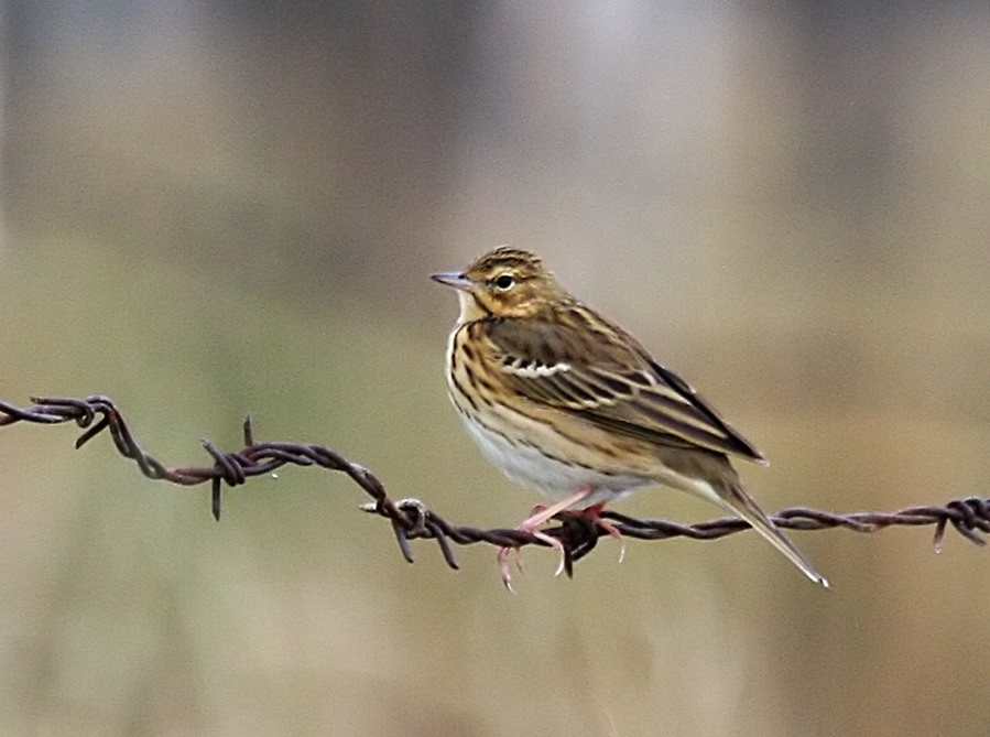 Tree Pipit