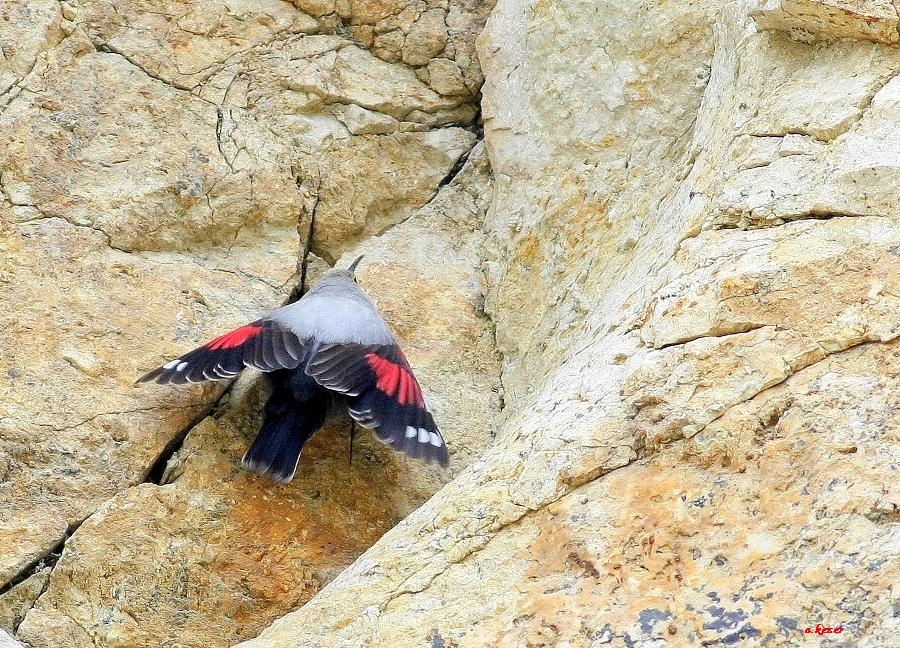 Wallcreeper