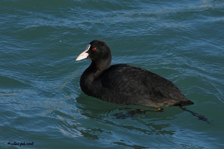 Eurasian Coot