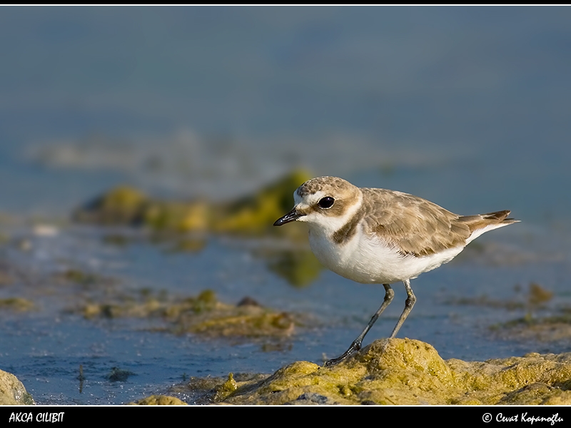 Kentish Plover