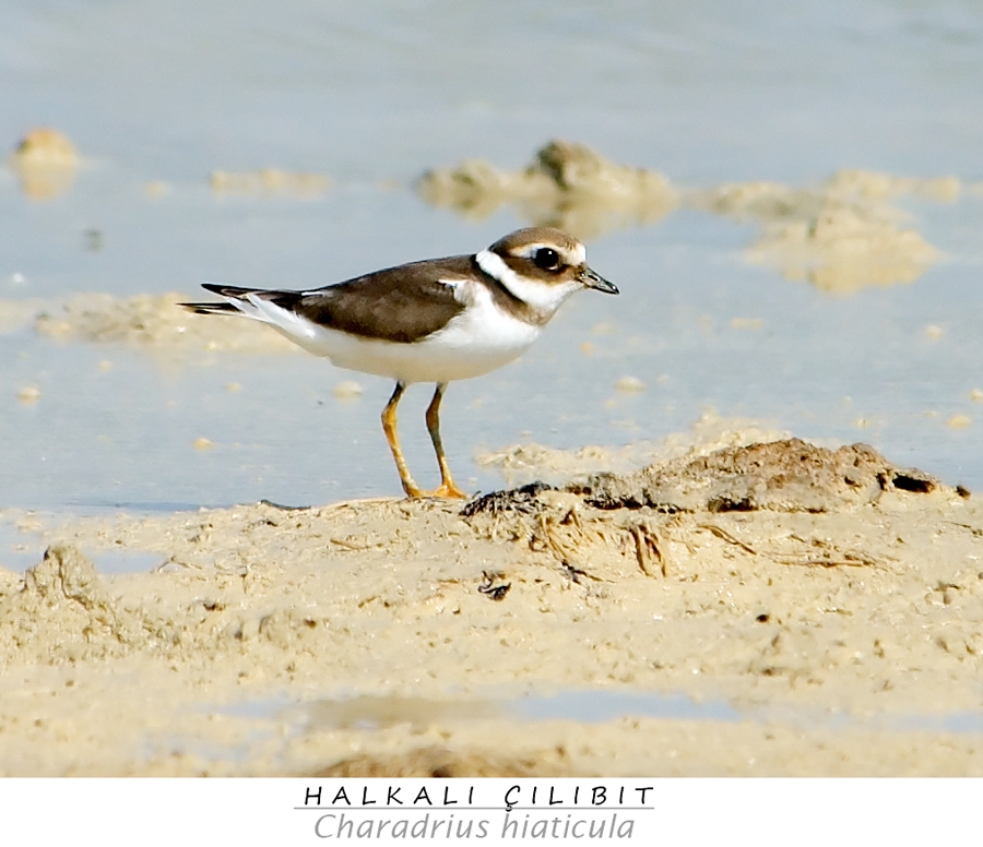 Common Ringed Plover