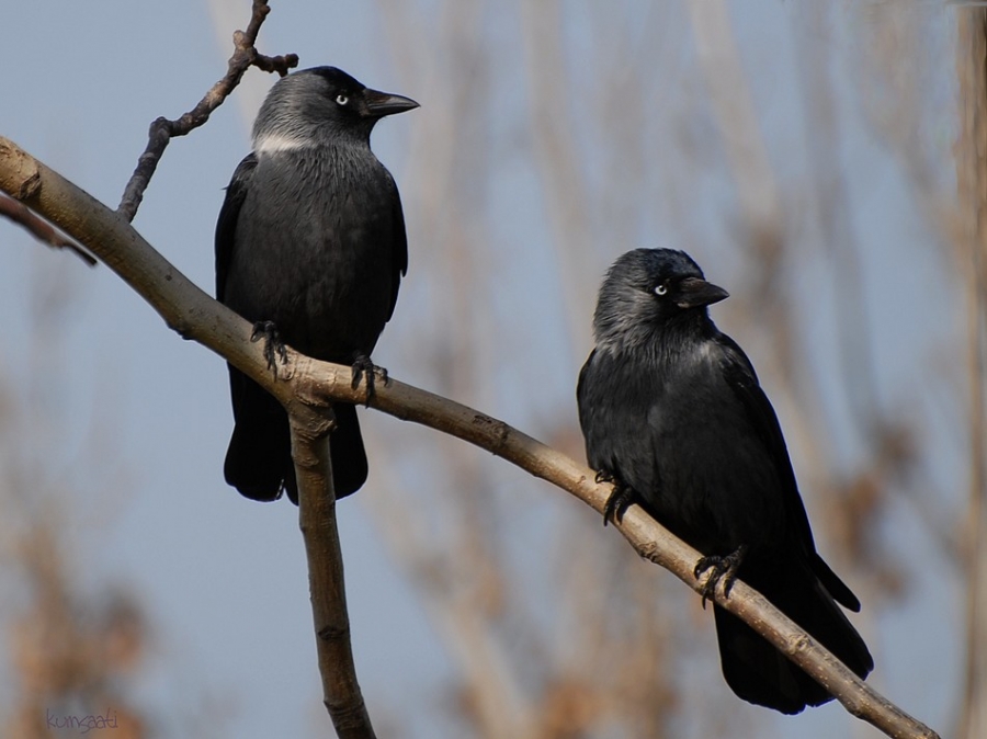 Western Jackdaw