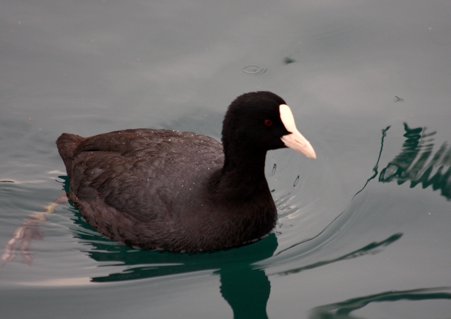 Eurasian Coot