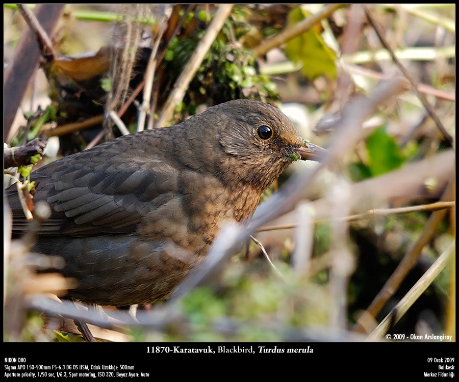 Common Blackbird