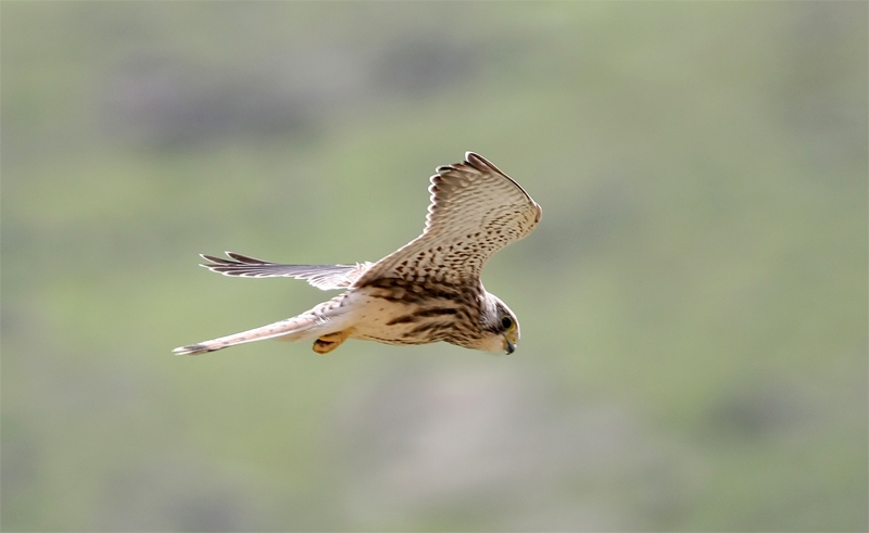 Common Kestrel