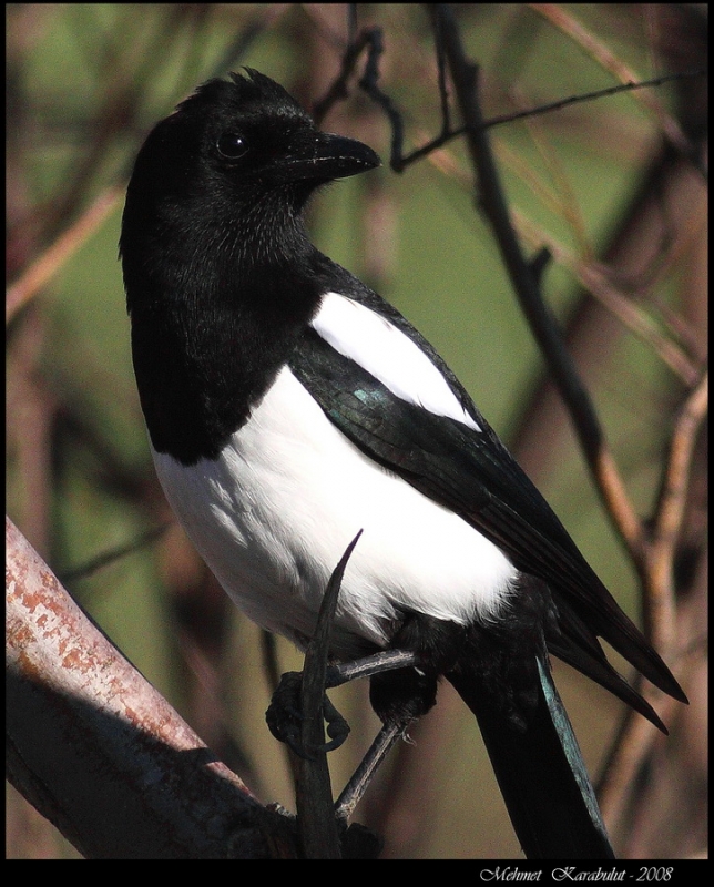 Eurasian Magpie