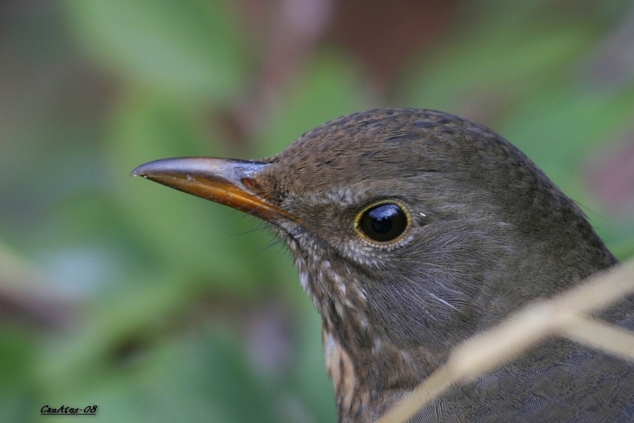 Common Blackbird