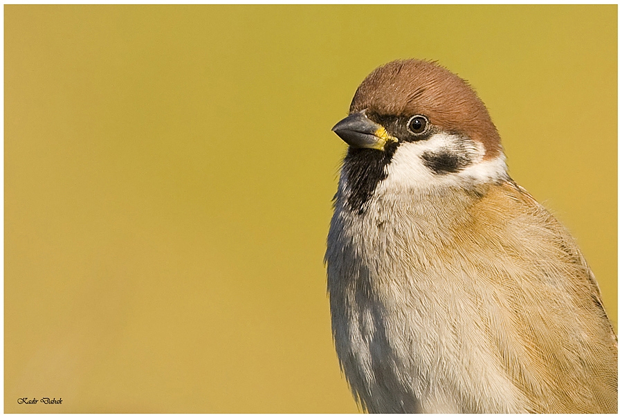 Eurasian Tree Sparrow