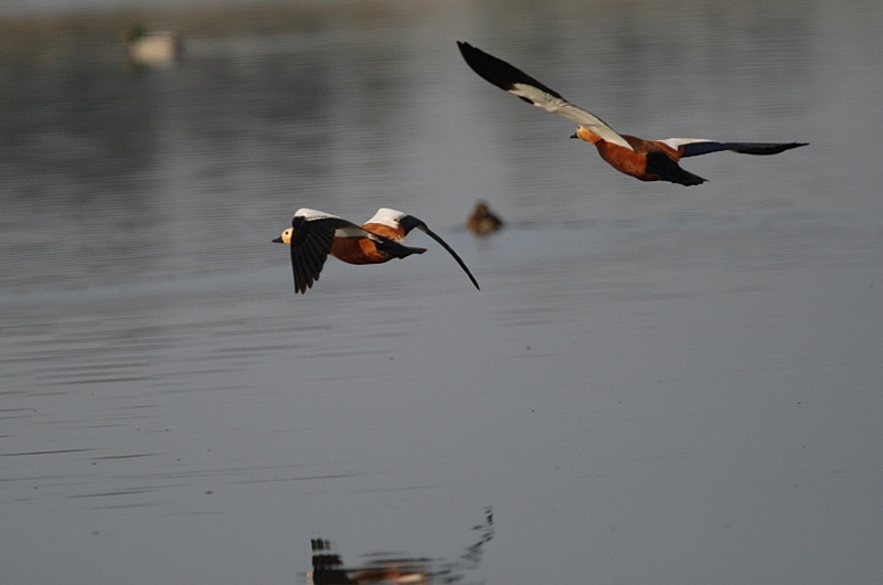 Ruddy Shelduck