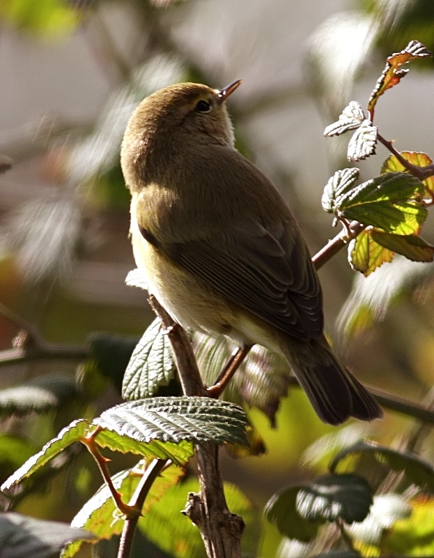 Common Chiffchaff