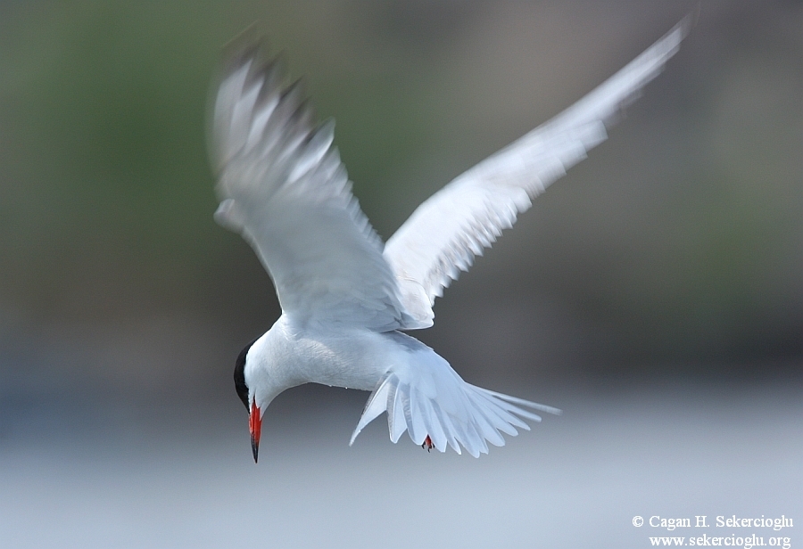 Common Tern