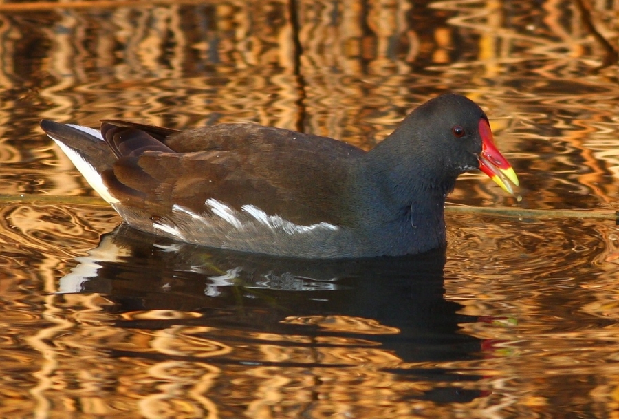 Common Moorhen