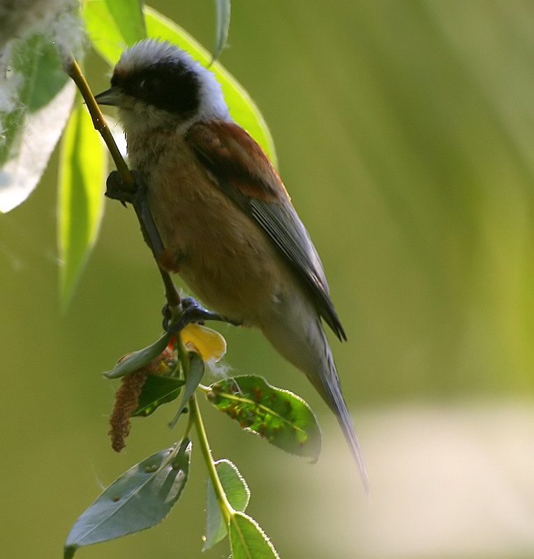 Eurasian Penduline Tit